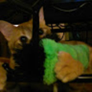 Meet your Posher, Grace